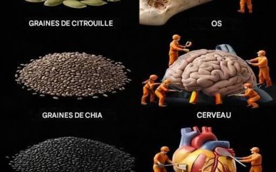 La nourriture comme médecine | Comment les aliments du quotidien soutiennent réellement vos organes voir la suite…