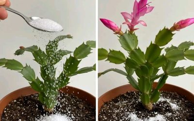 Réveil d’automne : donner vie aux plantes d’intérieur grâce à un petit secret