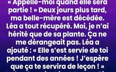 Je n’ai hérité que d’une vieille plante — la vérité qu’elle recelait a tout changé