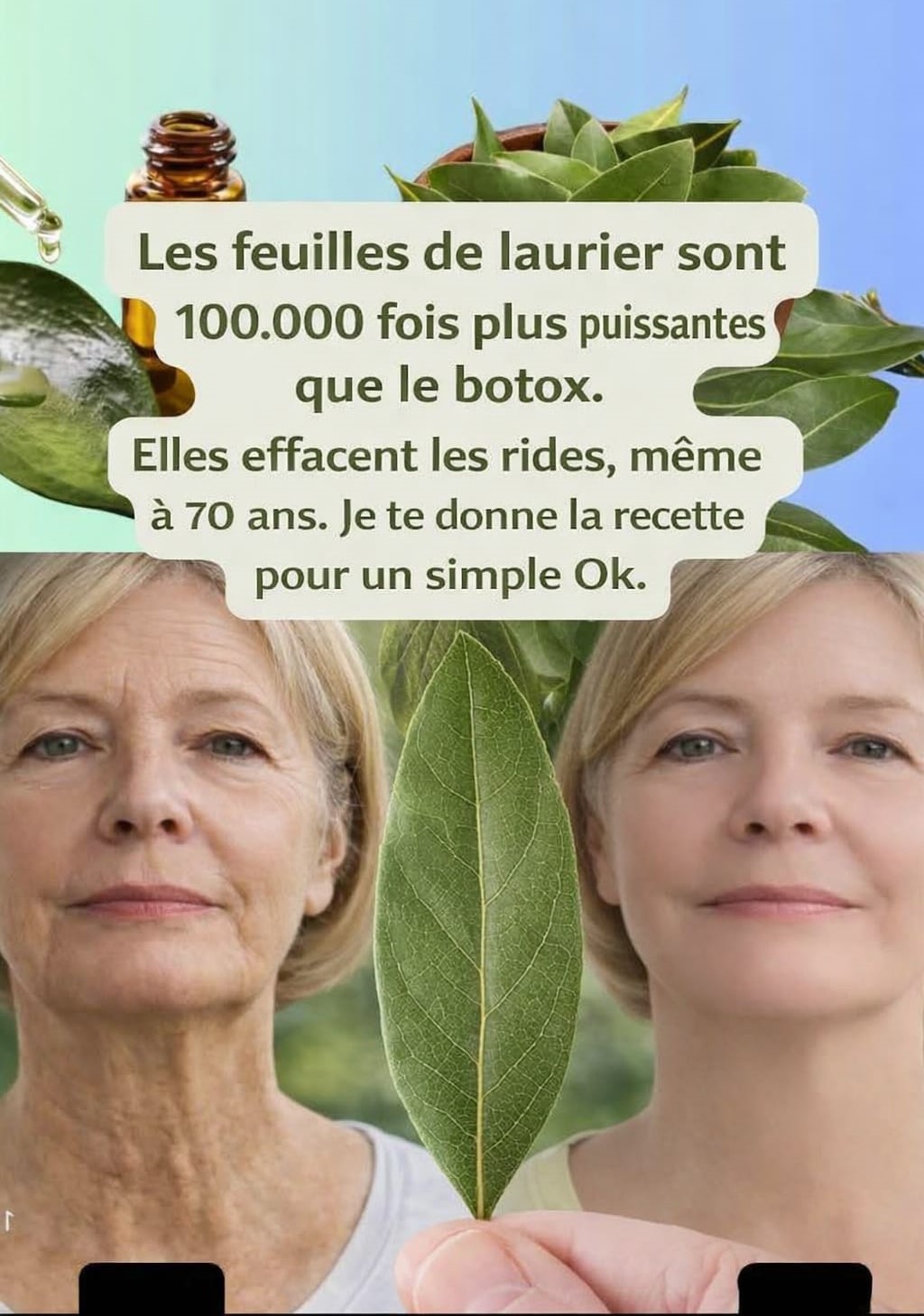 Le laurier