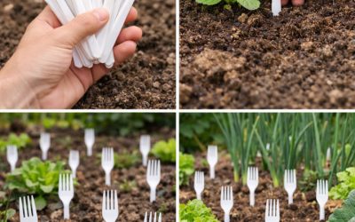 Fourchettes en plastique dans le potager : tous les jardiniers le font – et la raison est ingénieuse.