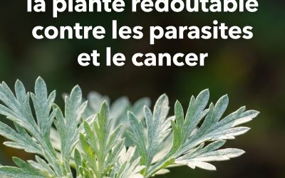 L’Absinthe : l’herbe superpuissante qui tue les parasites et combat le cancer