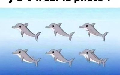 Combien de dauphins pouvez-vous repérer sur la photo ?