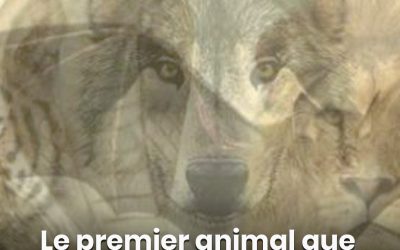 Le premier animal que vous voyez sur cette image révélera qui vous êtes ?