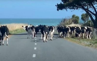 Le fermier ne croit pas ses yeux quand il voit qui garde ses vaches Suite dans les commentaires