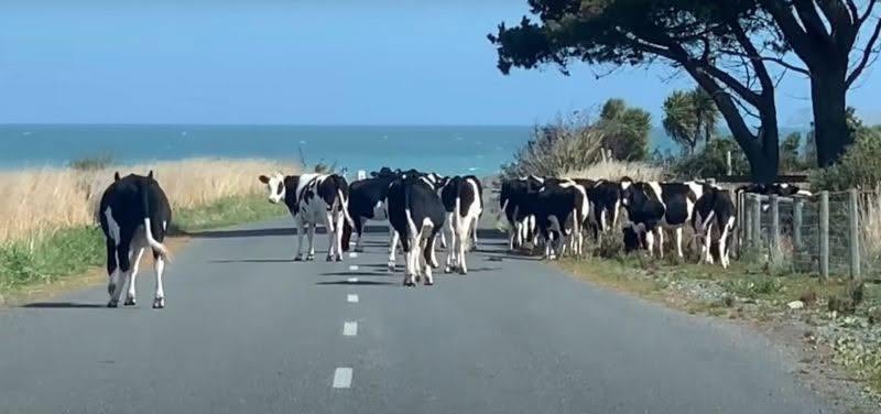 Le fermier ne croit pas ses yeux quand il voit qui garde ses vaches Suite dans les commentaires