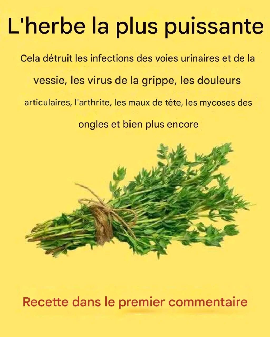 L’herbe la plus puissante : un remède naturel contre de multiples maux