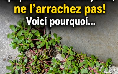 Si vous voyez cette « mauvaise herbe » qui pousse dans votre jardin, ne l’arrachez pas! Voici pourquoi…