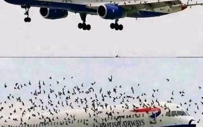 Pourquoi les oiseaux s’approchent-ils des avions ? Explications scientifiques et mesures de prévention des accidents dans les aéroports