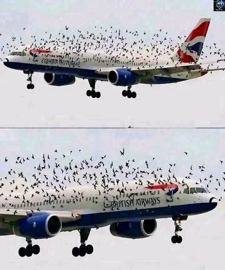 Pourquoi les oiseaux s’approchent-ils des avions ? Explications scientifiques et mesures de prévention des accidents dans les aéroports