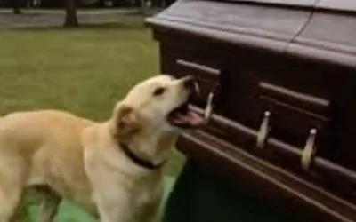Un chien perturbe des funérailles : son maître découvre une vérité troublante dans le cercueil