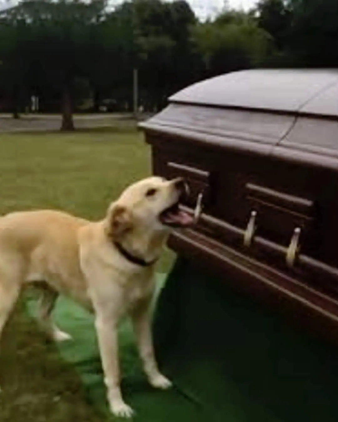 Un chien perturbe des funérailles : son maître découvre une vérité troublante dans le cercueil
