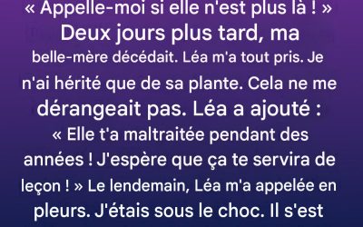 Ce que cachait la plante en pot de ma belle-mère : la révélation qui a bouleversé ma vie