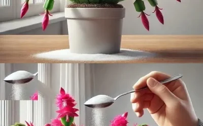 Saupoudrez cet ingrédient sur vos plantes d’intérieur, et tous vos voisins vous envieront