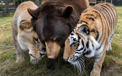 Un lion, un tigre et un ours deviennent des amis pour la vie après avoir été sauvés quand ils étaient bébés.