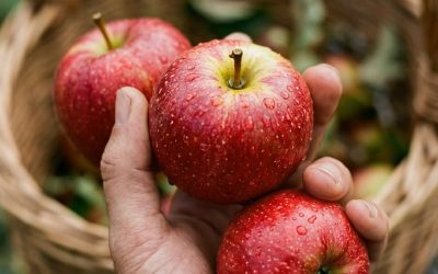 Pourquoi croquer une pomme chaque jour transforme votre santé en profondeur