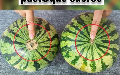 Fini les pastèques fades ! Voici le petit détail visuel infaillible à vérifier pour rapporter le fruit le plus sucré du marché.