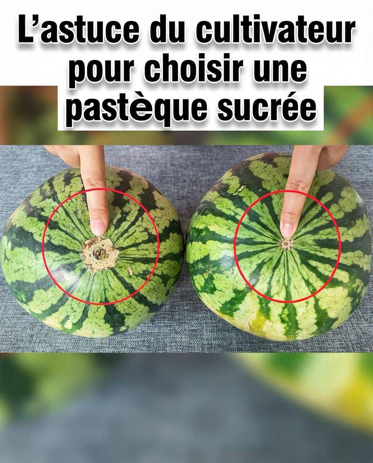 Fini les pastèques fades ! Voici le petit détail visuel infaillible à vérifier pour rapporter le fruit le plus sucré du marché.