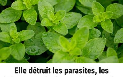 C’est l’une des plantes les plus puissantes au monde