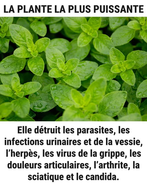 C’est l’une des plantes les plus puissantes au monde