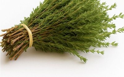 C’est l’une des plantes les plus puissantes au monde