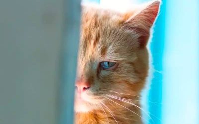 🐾 16 choses qui blessent émotionnellement votre chat (sans que vous le sachiez)