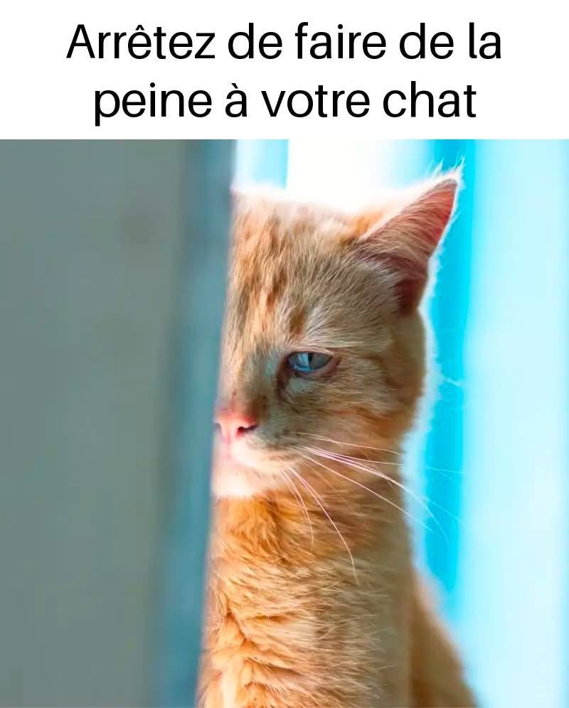 🐾 16 choses qui blessent émotionnellement votre chat (sans que vous le sachiez)
