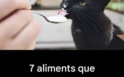 7 aliments que vous ne devriez pas donner à votre chat