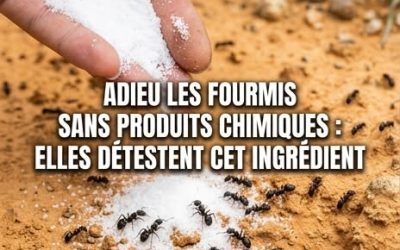 Les fourmis ne peuvent pas le supporter ! Utilisez-le pour les tenir à distance définitivement.
