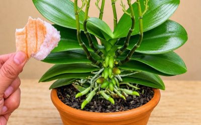 Placez-en un morceau sous une orchidée : 100 nouvelles pousses apparaîtront et la plante fleurira toute l’année !
