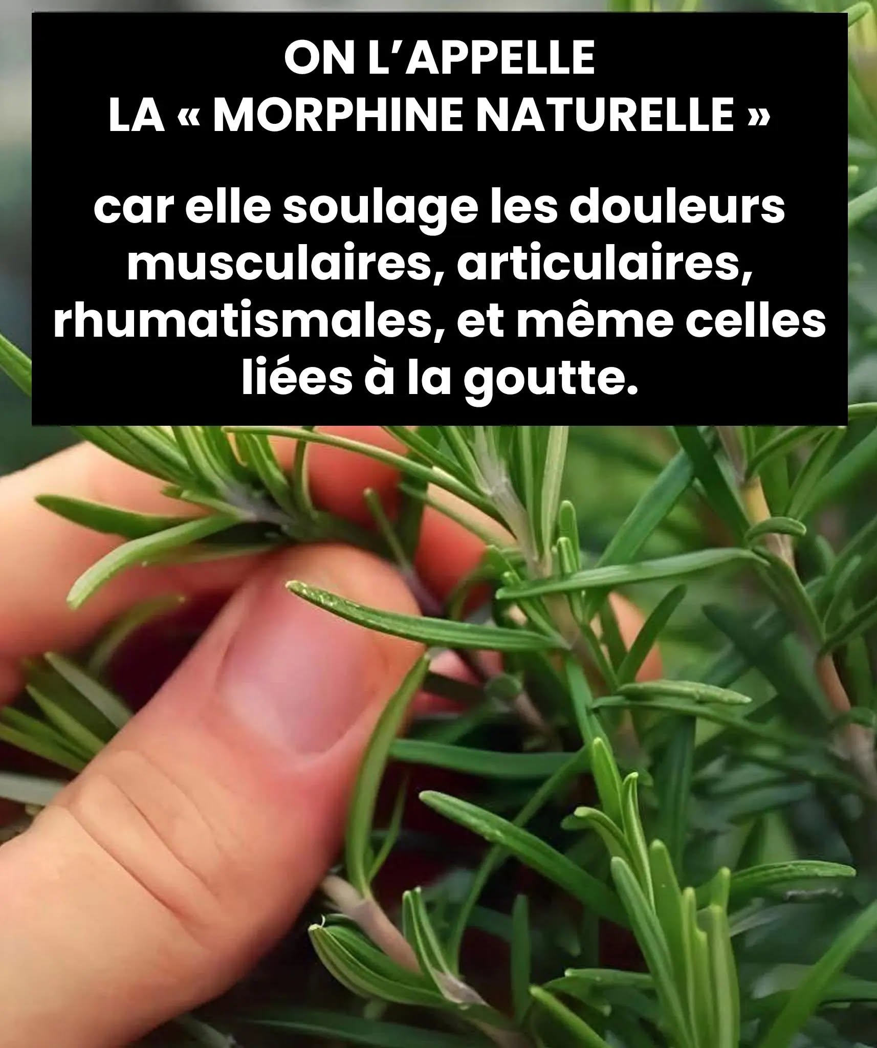 Une infusion qui fait du bien..