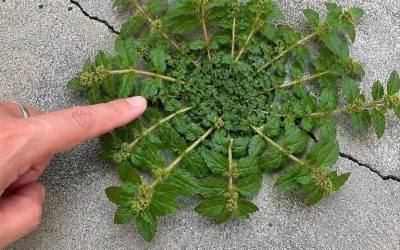 Une seule feuille de cette plante vaut une mine d’or ! … Voir plus
