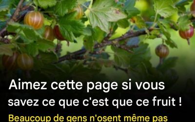 Aimez cette publication si vous savez de quel fruit il s’agit ! Beaucoup de gens n’osent même pas y goûter, mais regardez ce que les médecins en disent :