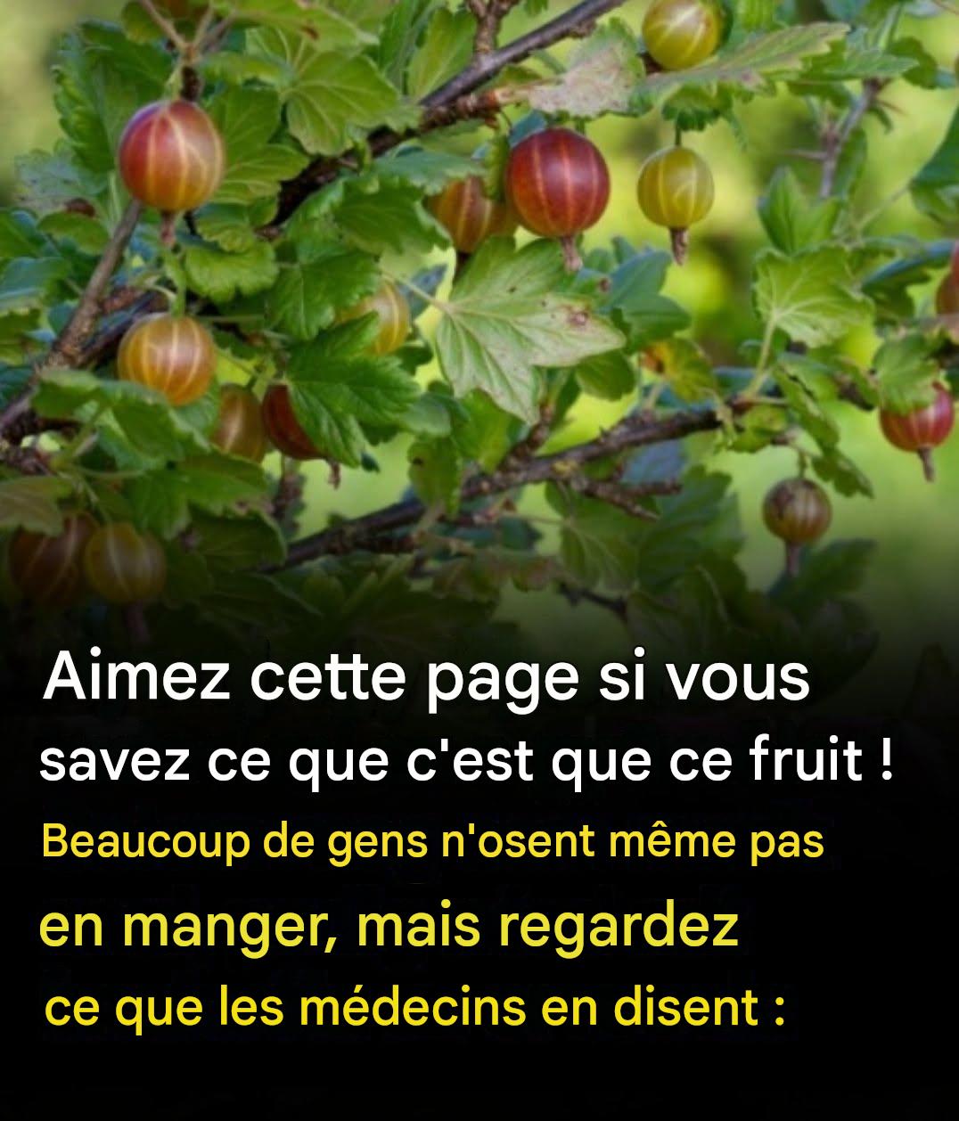 Aimez cette publication si vous savez de quel fruit il s’agit ! Beaucoup de gens n’osent même pas y goûter, mais regardez ce que les médecins en disent :