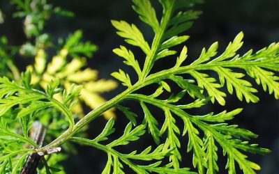 Cette Incroyable Herbe tue 98% des cellules cancéreuses en seulement 16 heures