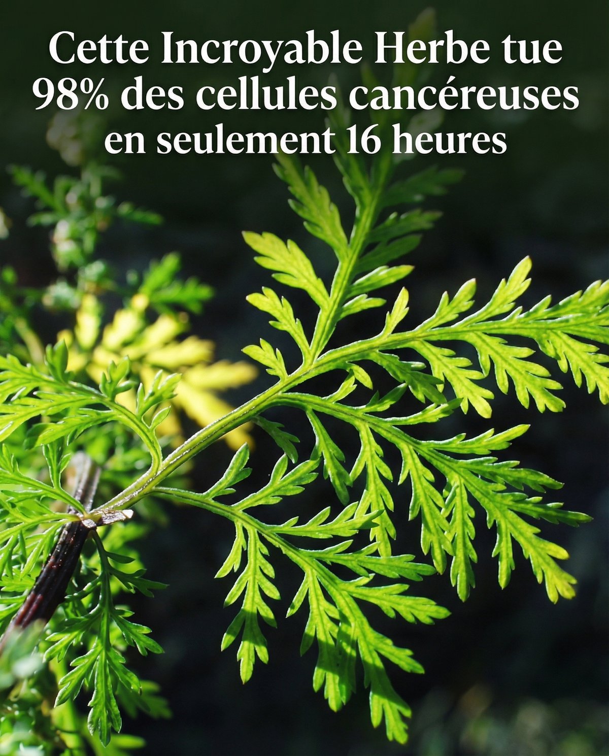 Cette Incroyable Herbe tue 98% des cellules cancéreuses en seulement 16 heures