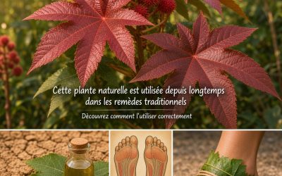 Utilisations médicinales de Jatropha curcas : recettes, propriétés et précautions voir le lien
