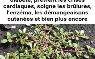 Pourpier (Portulaca Oleracea) : une « mauvaise herbe » aux bienfaits exceptionnels