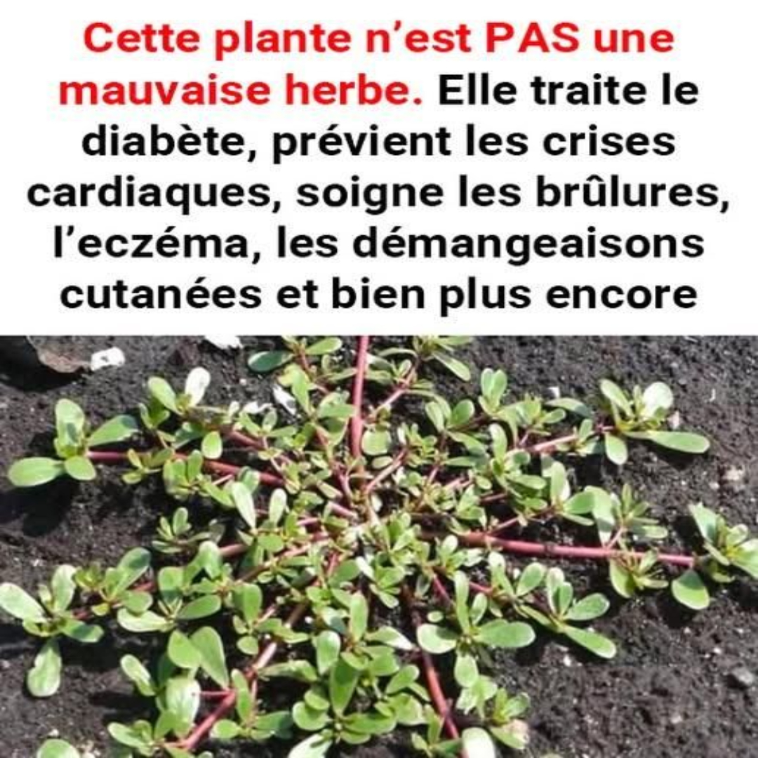 Pourpier (Portulaca Oleracea) : une « mauvaise herbe » aux bienfaits exceptionnels