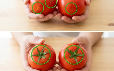 Tomates : 4 astuces simples pour repérer celles qui ont mûri au soleil